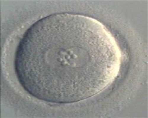 醣蛋白是卵子识别精子的关键